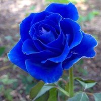 Roza Azul